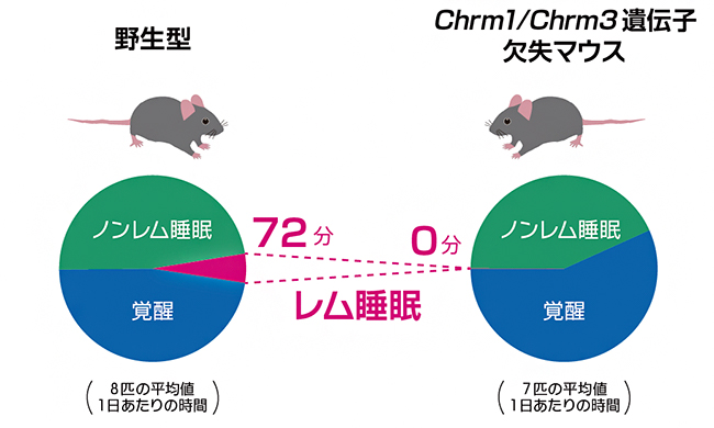 野生型とChrm1/Chrm3遺伝子欠失マウスの睡眠量の比較の図