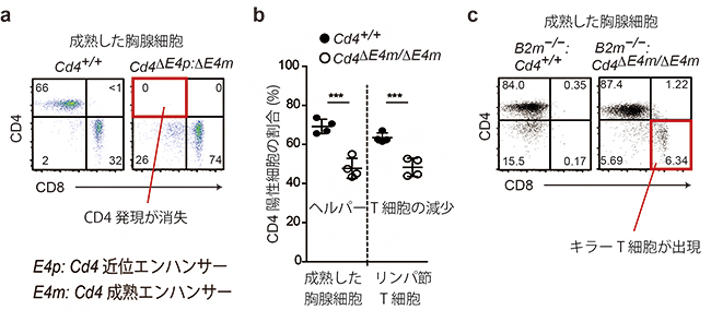 Cd4成熟エンハンサーの同定とT細胞分化への関与の図
