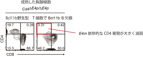 転写因子Bcl11bによる成熟エンハンサーの活性化の図