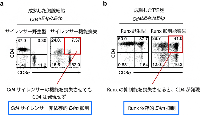 キラーT細胞におけるCd4サイレンサー非依存的・Runx依存的なE4m機能抑制の図