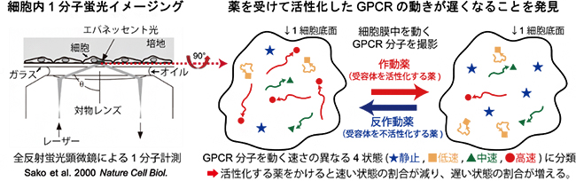 全反射蛍光顕微鏡を用いて生細胞膜中のGPCR１分子の動きを見て薬効を評価の図