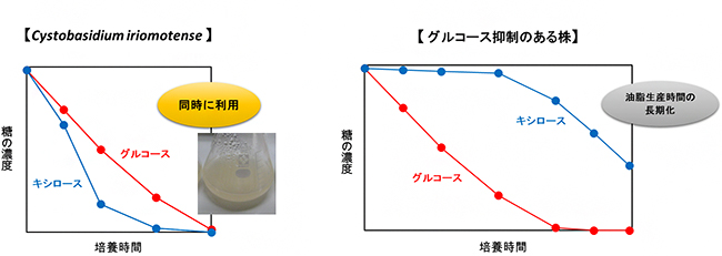 Cystobasidium iriomotenseとグルコース制御のある株の糖取り込みの差の図