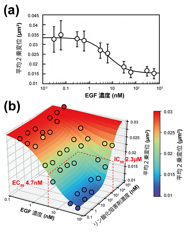 上皮成長因子（EGF）とリン酸化阻害剤（AG1478）の拮抗作用マッピングの図