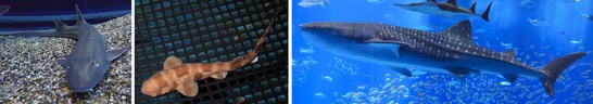 今回全ゲノム解析したイヌザメ成魚、トラザメ幼魚、ジンベエザメ成魚の図