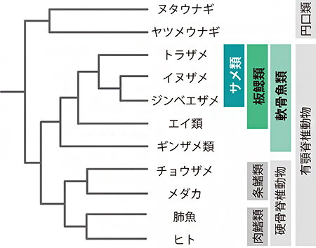 最新の分子系統学的知見による系統関係の図