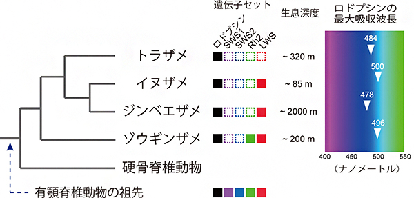 サメ類のオプシン遺伝子の図