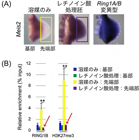 レチノイン酸処理によるMeis2遺伝子の肢芽先端部での発現誘導とポリコム複合体の変化の図