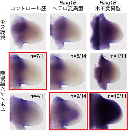 Meis2遺伝子活性化におけるポリコム複合体依存的なレチノイン酸への感受性