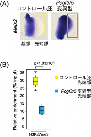 Pcgf3/5変異型におけるMeis2遺伝子の肢芽先端部での発現誘導とH3K27me3の変化