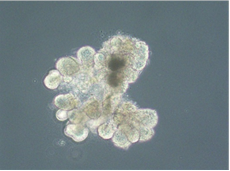 The salivary gland organoid