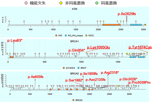 ATM、BRCA1、BRCA2遺伝子に存在する病的バリアントの位置と保有人数の図