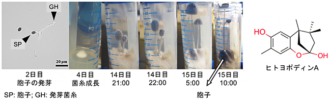 ウシグソヒトヨタケが一夜で子実体成熟するまで（左）とヒトヨポディンAの構造（右）の図