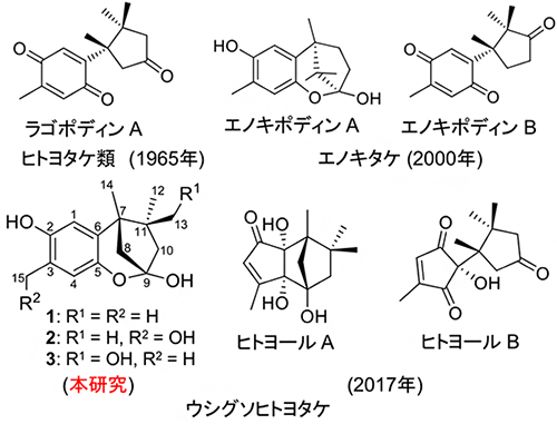 ヒトヨポディン類(1-3)の構造と関連するセスキテルペノイドの構造の図