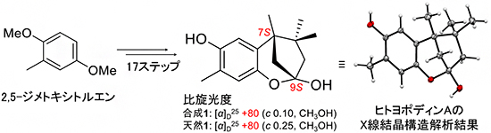 ヒトヨポディンAの絶対立体配置決定の図