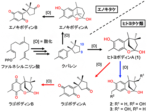 クパレンからヒトヨポディン類とエノキポディン類までの予想される生合成経路の図