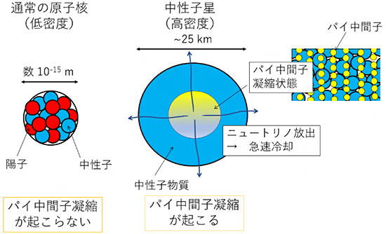 通常の原子核および中性子星とパイ中間子凝縮の有無の図