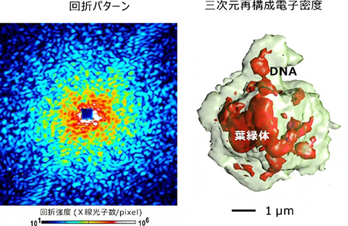 原始紅藻細胞からのX線回折パターン（左）と三次元再構成された電子密度（右）の図