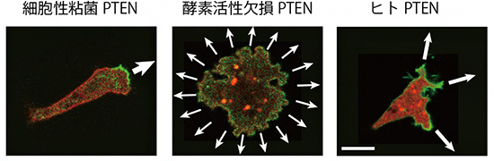 PTENによるPIP3ドメインの制御の図