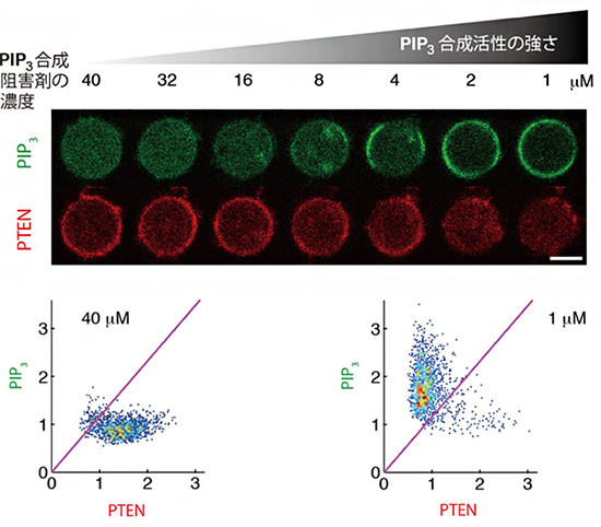 PIP3とPTENの相互抑制関係の図