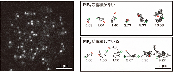 細胞膜でのPTENの1分子イメージング解析の図