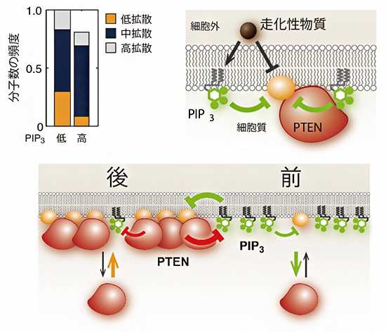 PTENの拡散解析結果と導き出された仕組みの図