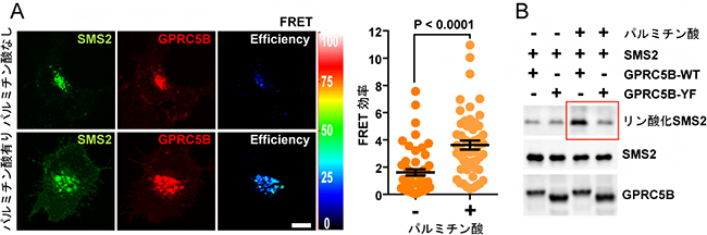 パルミチン酸存在下におけるGPRC5B依存的SMS2のリン酸化の図