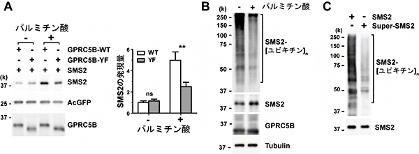 パルミチン酸存在下でのGPRC5B依存的SMS2のリン酸化とSMS2発現量の図