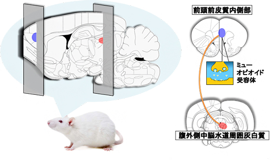 プラセボ効果に関わる脳領域をラットで観察の図