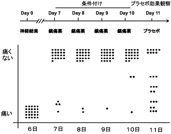 パヴロフの条件付けによるプラセボ鎮痛効果の図