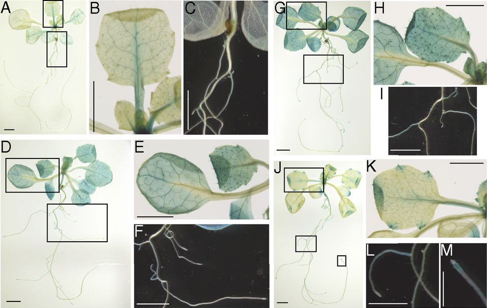 NGA1 tissue-specific expression