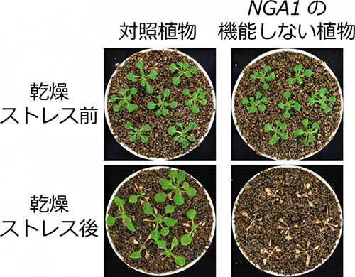 NGA1遺伝子が機能しない植物における乾燥ストレス耐性の低下の図