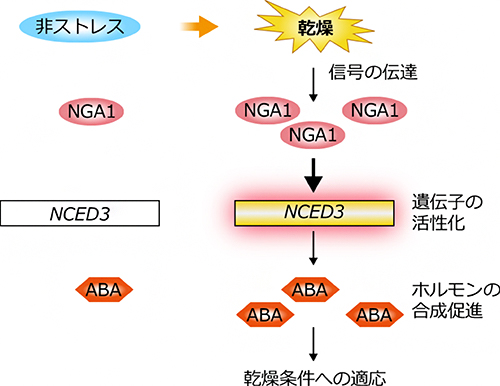 NGA1転写因子による乾燥ストレスホルモンABA合成の制御の図