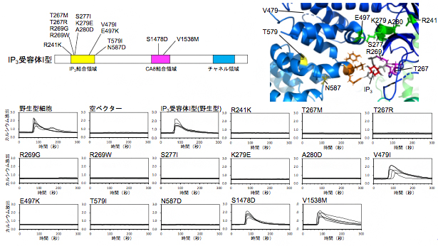 家族性脊髄小脳失調症等で同定されたIP3受容体I型の点突然変異とその活性に及ぼす影響の図