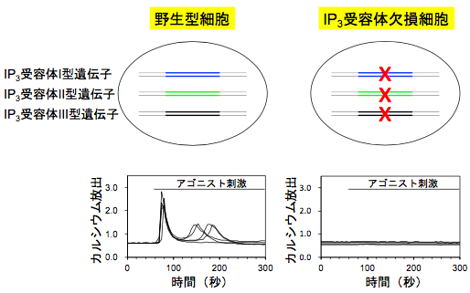 IP3受容体欠損ヒト細胞株の樹立の図