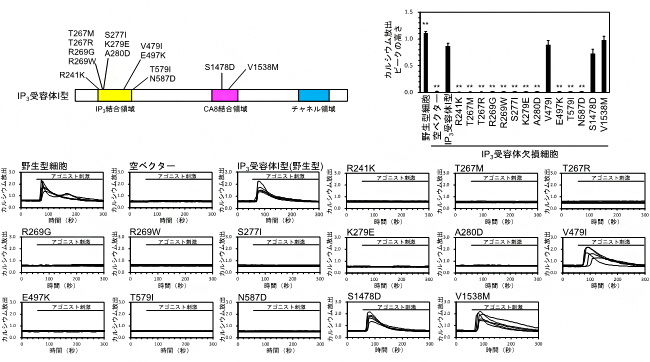 IP3受容体I型の点突然変異体のカルシウム放出活性の図