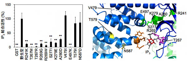 IP3受容体I型の点突然変異体のIP3結合活性の図