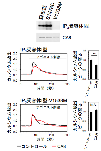 IP3受容体I型の点突然変異体のIP3結合活性の図