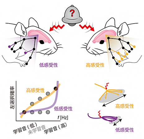 意思決定行動の個体差と神経活動の個体差の関連の図