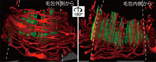 毛包表皮幹細胞の細胞外マトリックス(緑)が、触覚受容器の感覚神経(赤)のパターンを制御するの図