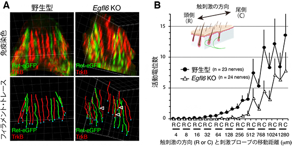 Egfl6を欠損したマウスでは、触覚受容器が異常を呈するの図