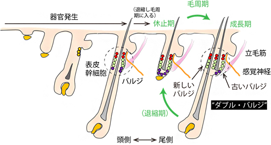 毛周期とバルジの複製の図