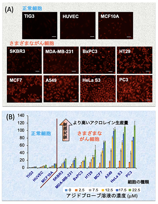 正常細胞とがん細胞から発生するアクロレインの検出の図