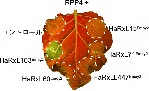 細胞内型免疫センサーRPP4とべと病菌エフェクターを一緒に発現させた際のHR細胞死の図