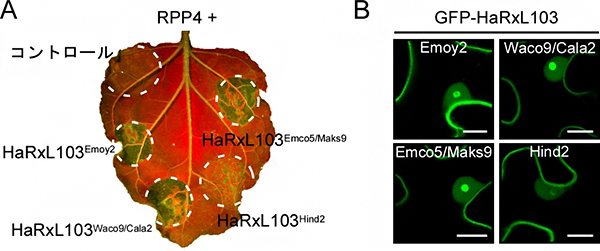 HaRxL103のHR細胞死誘導と植物細胞内局在の図