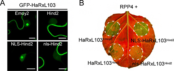 核局在シグナル配列(NLS)を付加したHaRxL103Hind2の細胞内局在とHR細胞死誘導の図