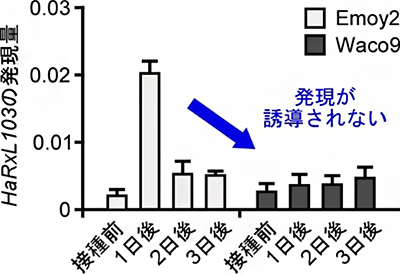 感染時のべと病菌エフェクターHaRxL103の遺伝子発現パターンの図
