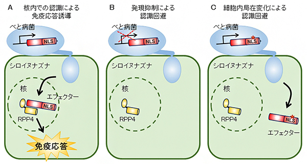 植物病原菌の巧妙な認識回避機構～植物と病原菌の攻防における共進化の一端を解明～
