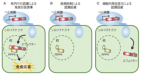 べと病菌の細胞内型免疫センサーRPP4による認識の回避機構の図