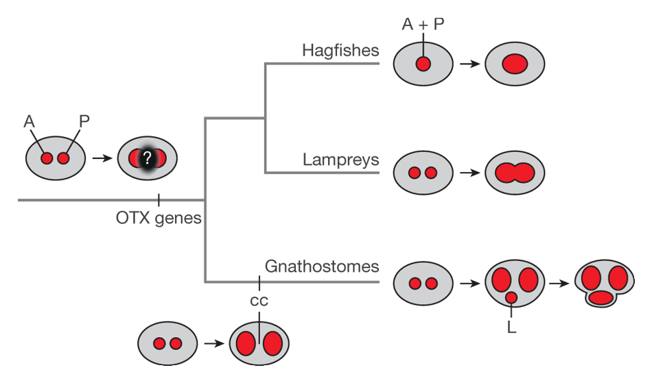 Schematic of the current theory