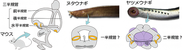 マウスの内耳の三半規管と円口類に属するヌタウナギとヤツメウナギの図